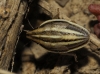 Aelia acuminata