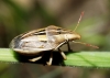 Aelia rostrata Aelia rostrata