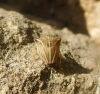 Ancyrosoma leucogrammes