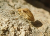 Ancyrosoma leucogrammes