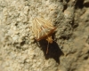 Ancyrosoma leucogrammes