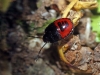 Canthophorus sp.