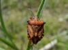 Carpocoris fuscispinus Carpocoris fuscispinus