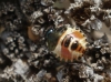 Carpocoris sp.