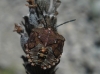 Carpocoris sp.