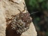 Carpocoris sp.