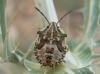 Carpocoris sp.