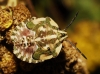 Carpocoris sp.