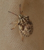 Carpocoris sp.