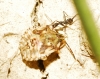 Carpocoris sp.