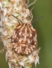 Carpocoris fuscispinus Carpocoris fuscispinus