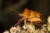 Carpocoris fuscispinus Carpocoris fuscispinus