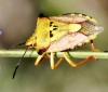 Carpocoris fuscispinus Carpocoris fuscispinus