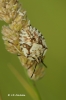 Carpocoris mediterraneus