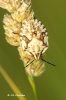 Carpocoris mediterraneus