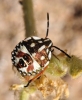 Carpocoris sp.