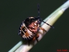 Carpocoris sp.