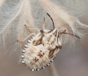 Carpocoris sp.