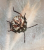 Carpocoris sp.