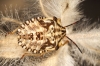 Carpocoris sp.
