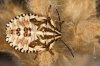 Carpocoris sp.