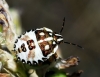 Carpocoris sp.