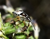 Carpocoris sp.