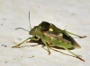 Chroantha ornatula
