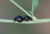 Coptosoma scutellatum