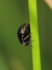Coptosoma scutellatum