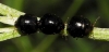 Coptosoma scutellatum