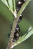 Coptosoma scutellatum