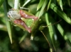 Cyphostethus tristriatus