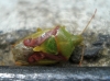 Cyphostethus tristriatus