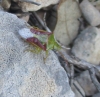 Cyphostethus tristriatus