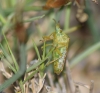 Cyphostethus tristriatus