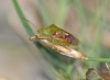 Cyphostethus tristriatus