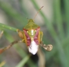 Cyphostethus tristriatus
