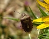 Dolycoris baccarum Dolycoris baccarum