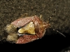 Dolycoris baccarum Dolycoris baccarum