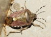 Dolycoris baccarum Dolycoris baccarum