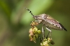 Dolycoris baccarum Dolycoris baccarum