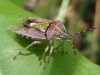 Dolycoris baccarum Dolycoris baccarum