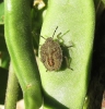 Dolycoris baccarum