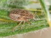 Dolycoris baccarum Dolycoris baccarum