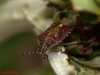 Dolycoris baccarum Dolycoris baccarum