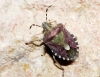 Dolycoris baccarum Dolycoris baccarum