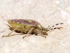 Dolycoris baccarum Dolycoris baccarum