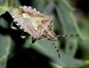Dolycoris baccarum Dolycoris baccarum