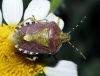 Dolycoris baccarum